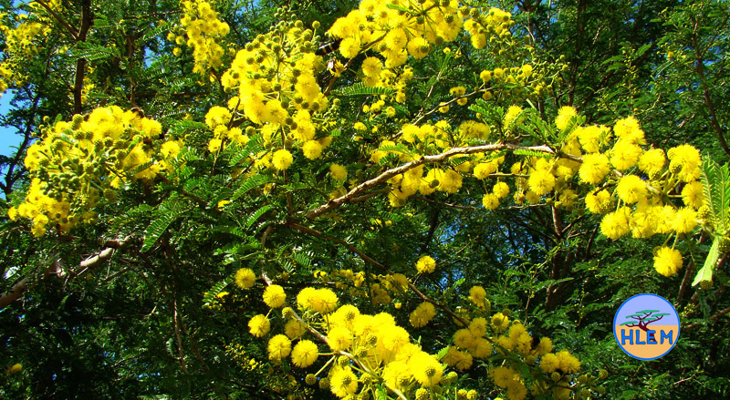 HLEM Flowers of Natal Thorn Vachellia natalitia indigenous tree Durban Kwazulu-Natal South Africa
