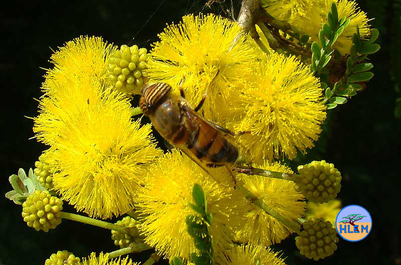 HLEM Flower of Natal Thorn Vachellia natalitia indigenous tree with the fly Eristalinus taeniops Durban Kwazulu-Natal South Africa