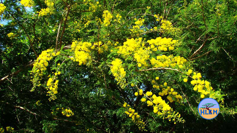 HLEM Natal Thorn Vachellia natalitia an endemic South African indigenous tree Durban Kwazulu-Natal South Africa
