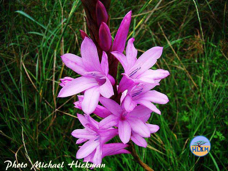 Flower of Watsonia densiflorus is a South African indigenous grassland plant HLEM Hlengiwe Luthuli Environmental Management (Pty) Ltd Durban KZN South Africa