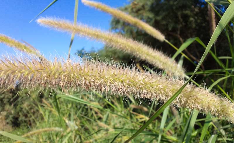 Elephant Grass Napier Grass pennisetum purpureum
